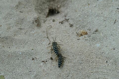 Stictia signata