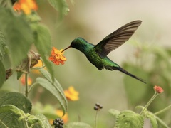 Cynanthus forficatus