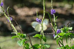Ascia monuste eubotea