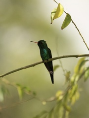 Cynanthus forficatus