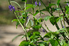 Ascia monuste eubotea