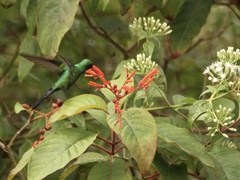 Cynanthus forficatus