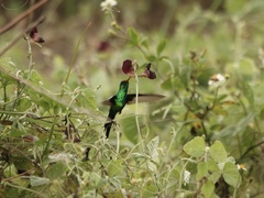 Cynanthus forficatus