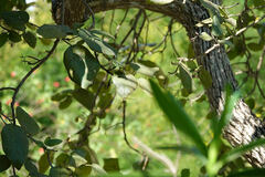 Cordia sebestena