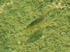 Stegastes leucostictus