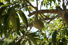 Annona reticulata