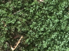 Hydrocotyle heteromeria