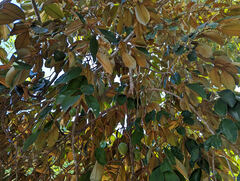 Chrysophyllum cainito