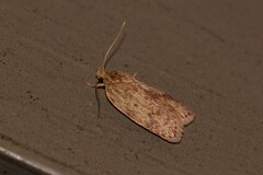 Oligoloba severa