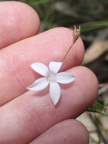 Wahlenbergia littoralis, photograph 1