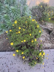 Euryops pectinatus