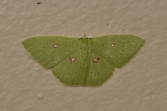 Comostola leucomerata