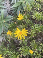 Euryops pectinatus