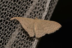 Scopula optivata