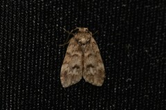 Scaphidriotis xylogramma