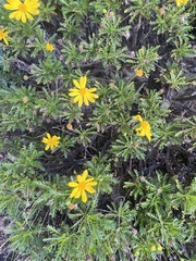 Euryops pectinatus