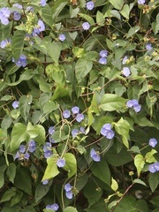 Jacquemontia pentanthos