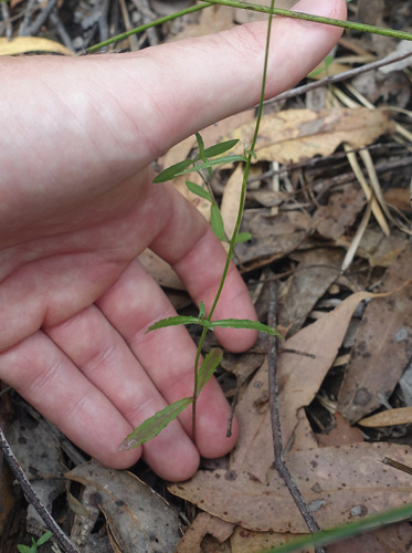 Wahlenbergia littoralis, photograph 2