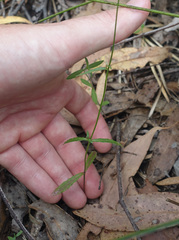 Wahlenbergia gymnoclada