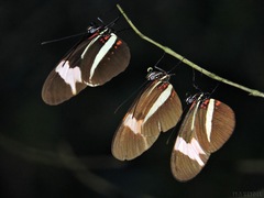 Heliconius erato phyllis