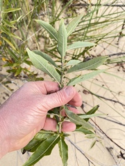 Salix cordata