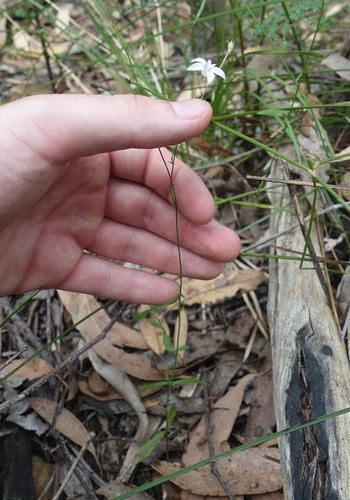 Wahlenbergia littoralis, photograph 3