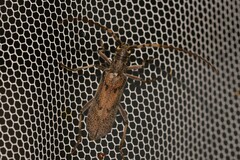 Didymocantha obliqua