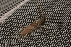 Didymocantha obliqua