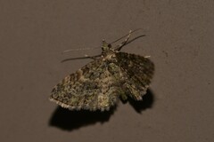 Chloroclystis mniochroa