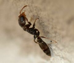 Pseudomyrmex cubaensis