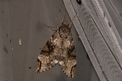 Psilogramma menephron