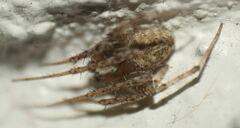 Neoscona nautica