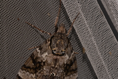 Psilogramma menephron