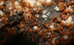 Wasmannia auropunctata