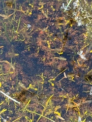 Branchinecta sandiegonensis