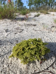 Paronychia chartacea chartacea