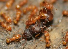 Wasmannia auropunctata