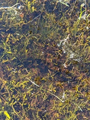 Branchinecta sandiegonensis