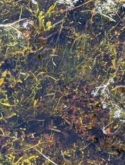 Branchinecta sandiegonensis