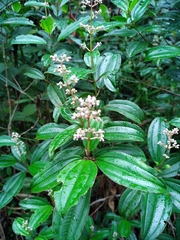 Miconia ciliata