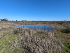 Branchinecta sandiegonensis