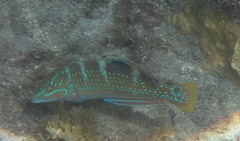 Halichoeres radiatus