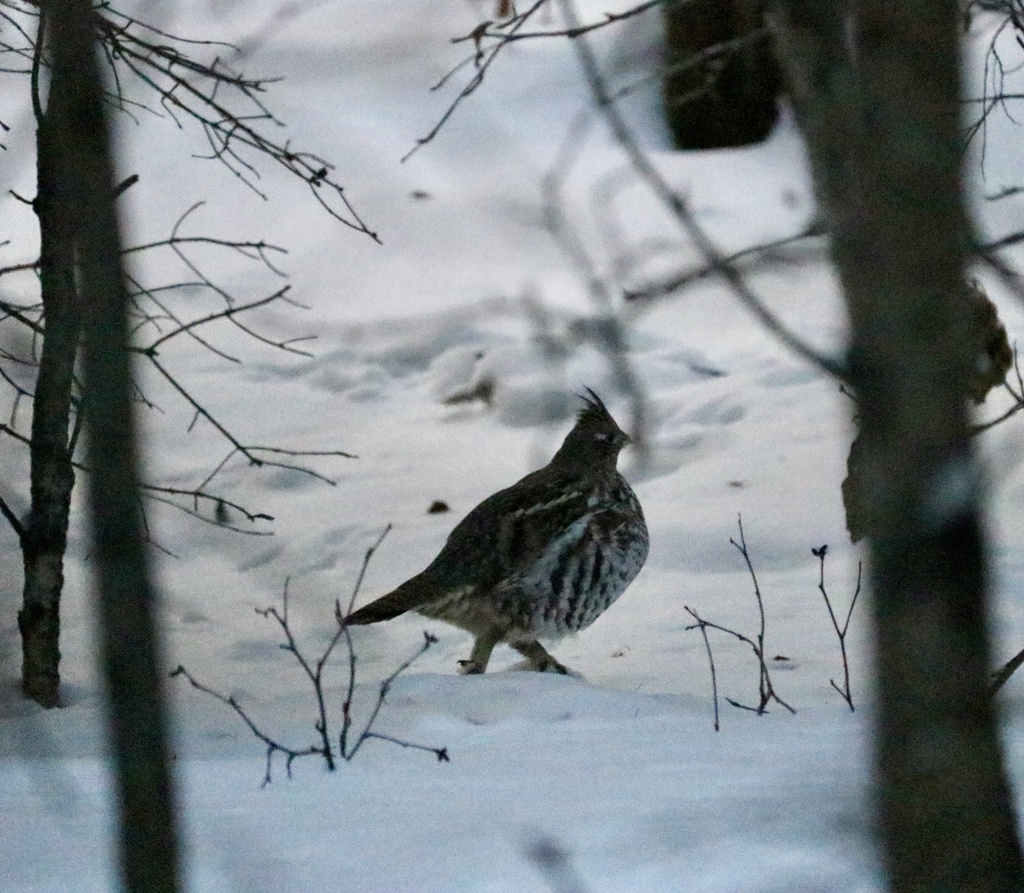 Ruffed Grouse from Evergreen Ave, Loon Lake No. 561, SK, CA on January ...