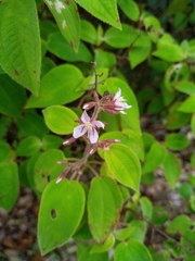 Ernestia granvillei