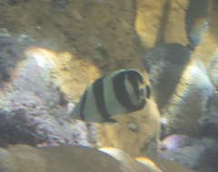 Chaetodon striatus