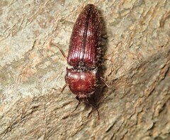Hapatesus hirtus