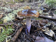 Cortinarius collinitus