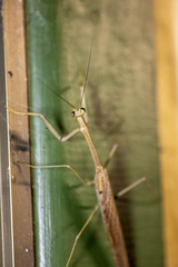 Archimantis latistyla