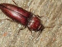 Hapatesus hirtus