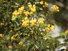 Senna racemosa